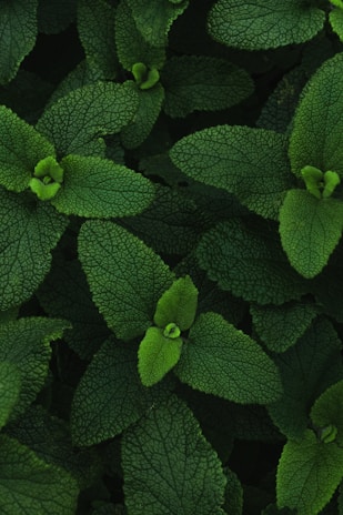 green plant with water droplets