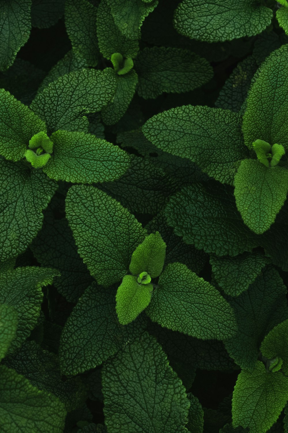 물방울이 있는 녹색 식물