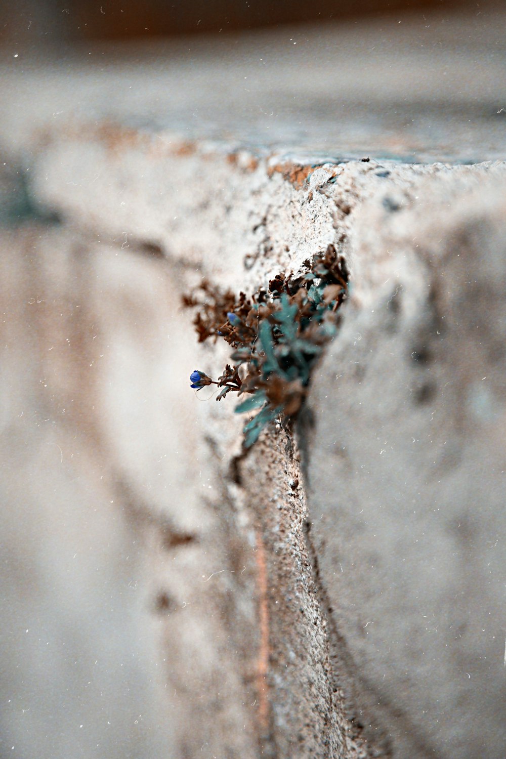 blue and black ant on gray concrete wall