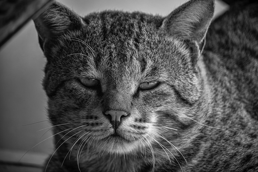Foto en escala de grises de un gato atigrado