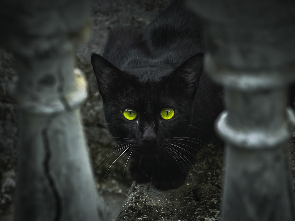 black cat on brown concrete wall