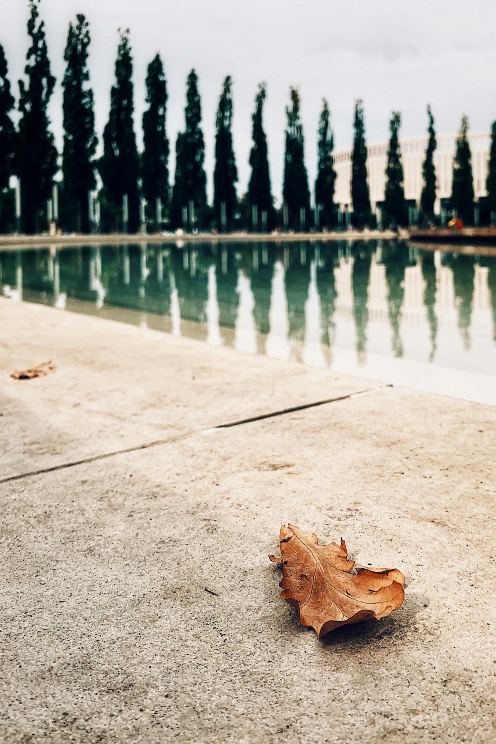 feuille séchée brune sur sol en béton gris