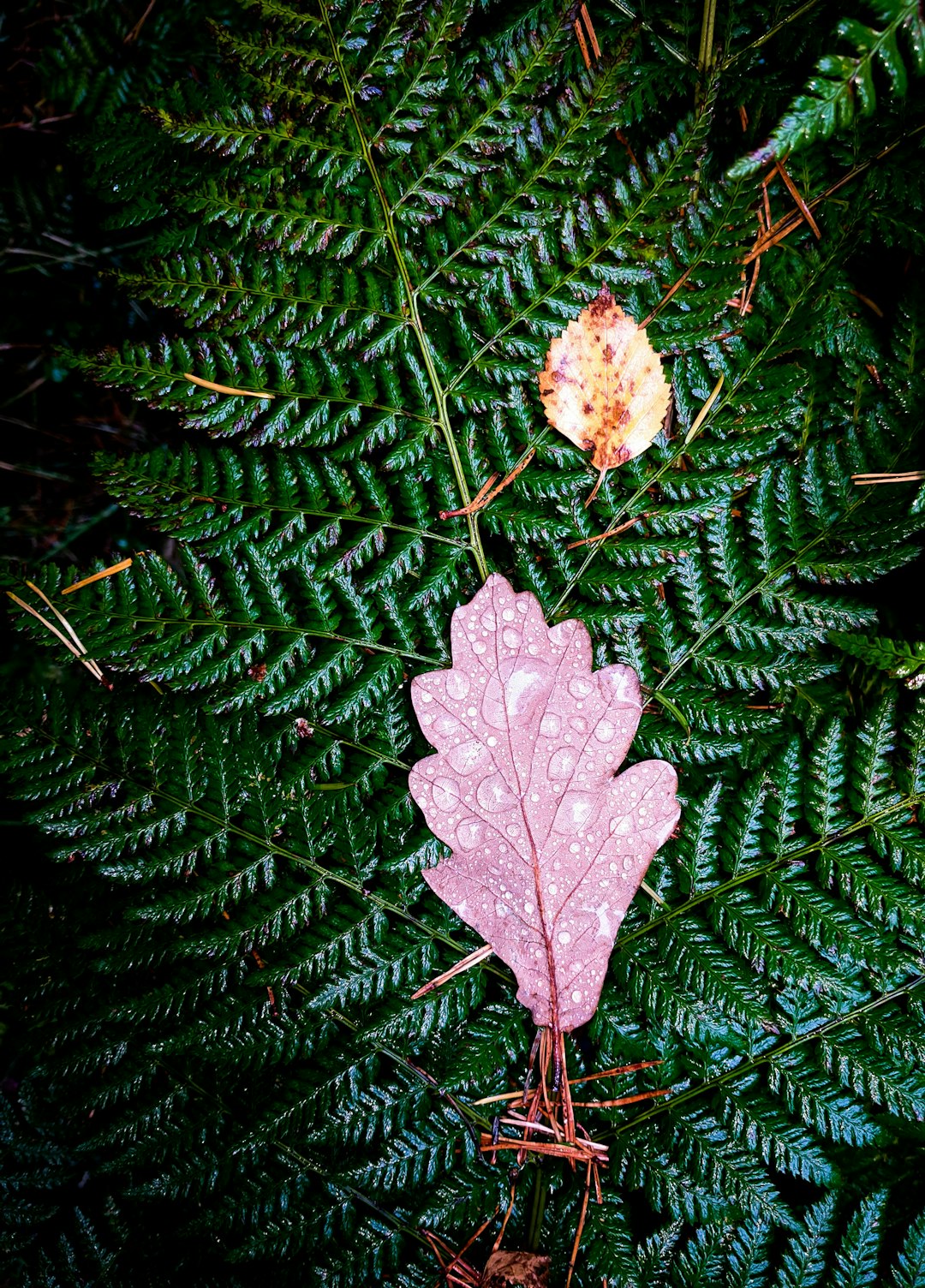 brown dried leaf on green pine tree