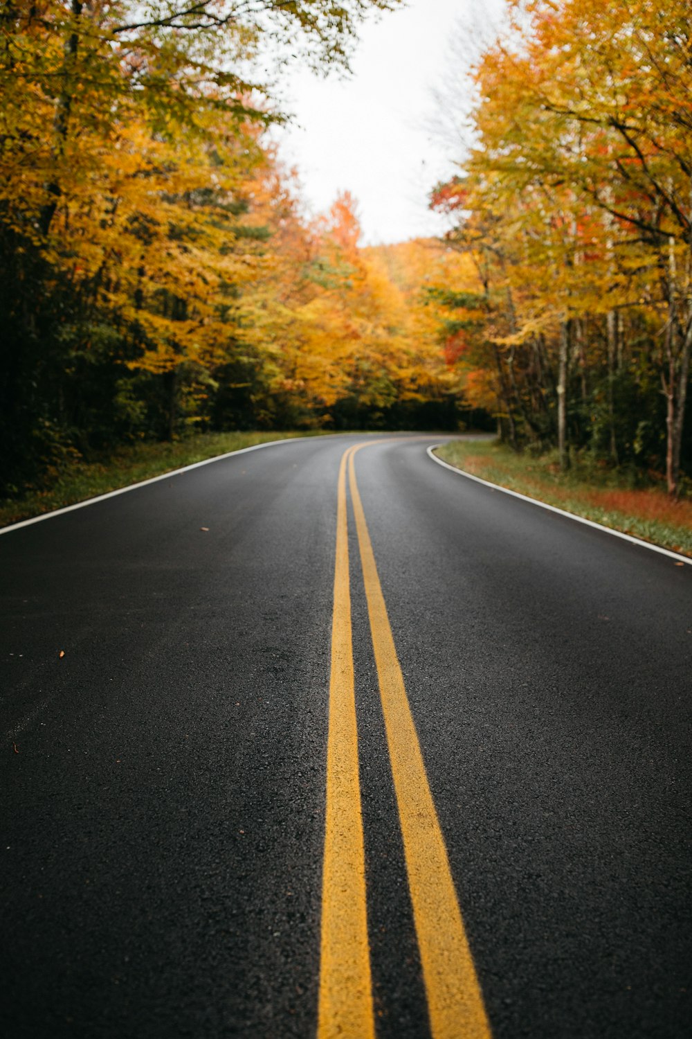 route goudronnée noire entre des arbres verts pendant la journée