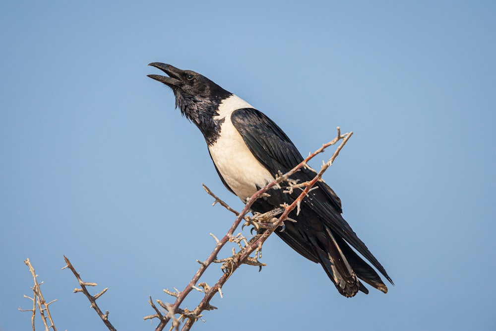 black and white bird on brown tree branch during daytime