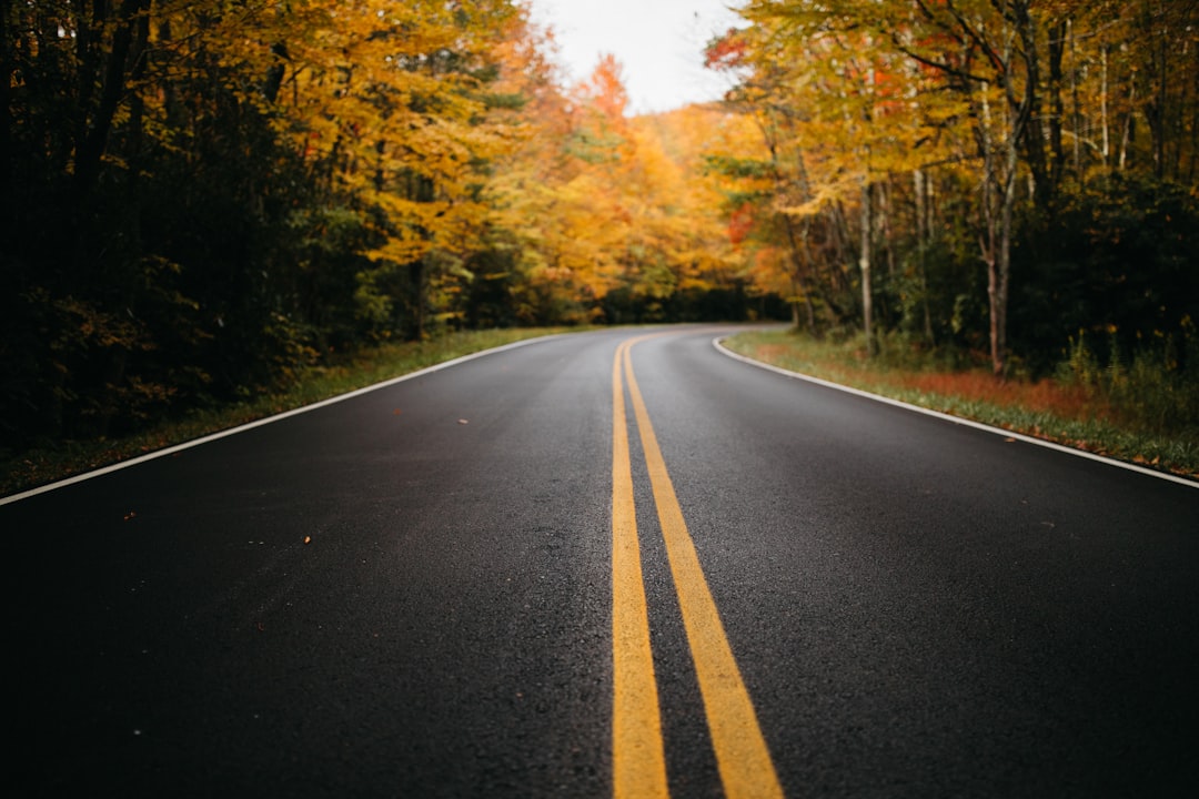 black asphalt road between green trees during daytime