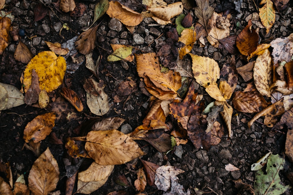 brown dried leaves on ground