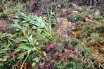 green and yellow plant on ground