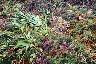 green and yellow plant on ground