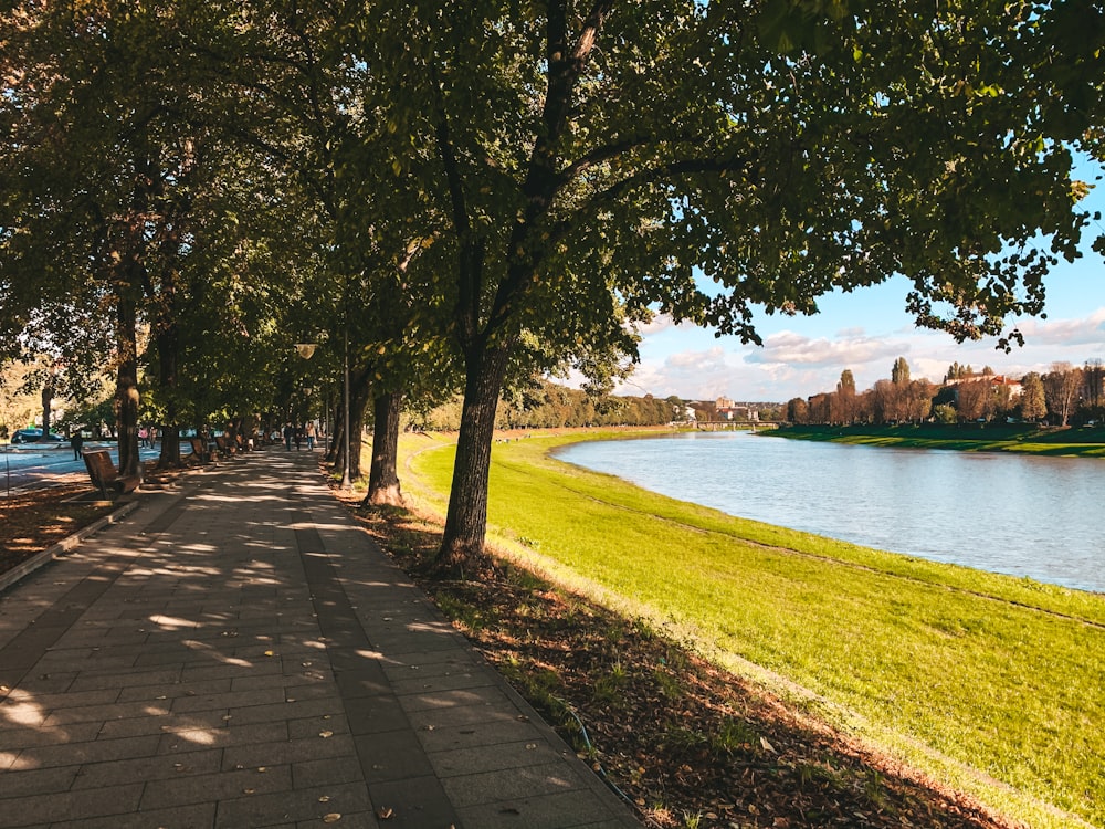 green trees beside body of water during daytime