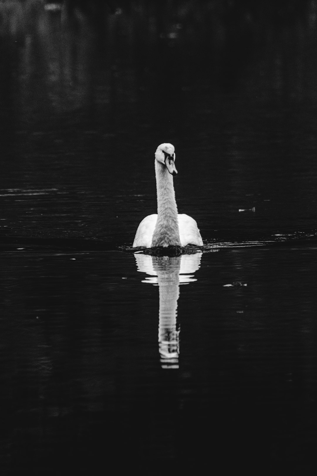 swan on water in grayscale photography