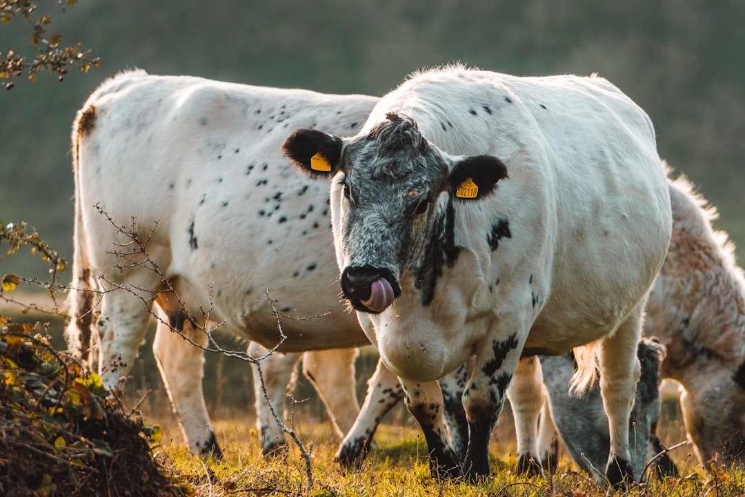 white cow on brown grass field during daytime