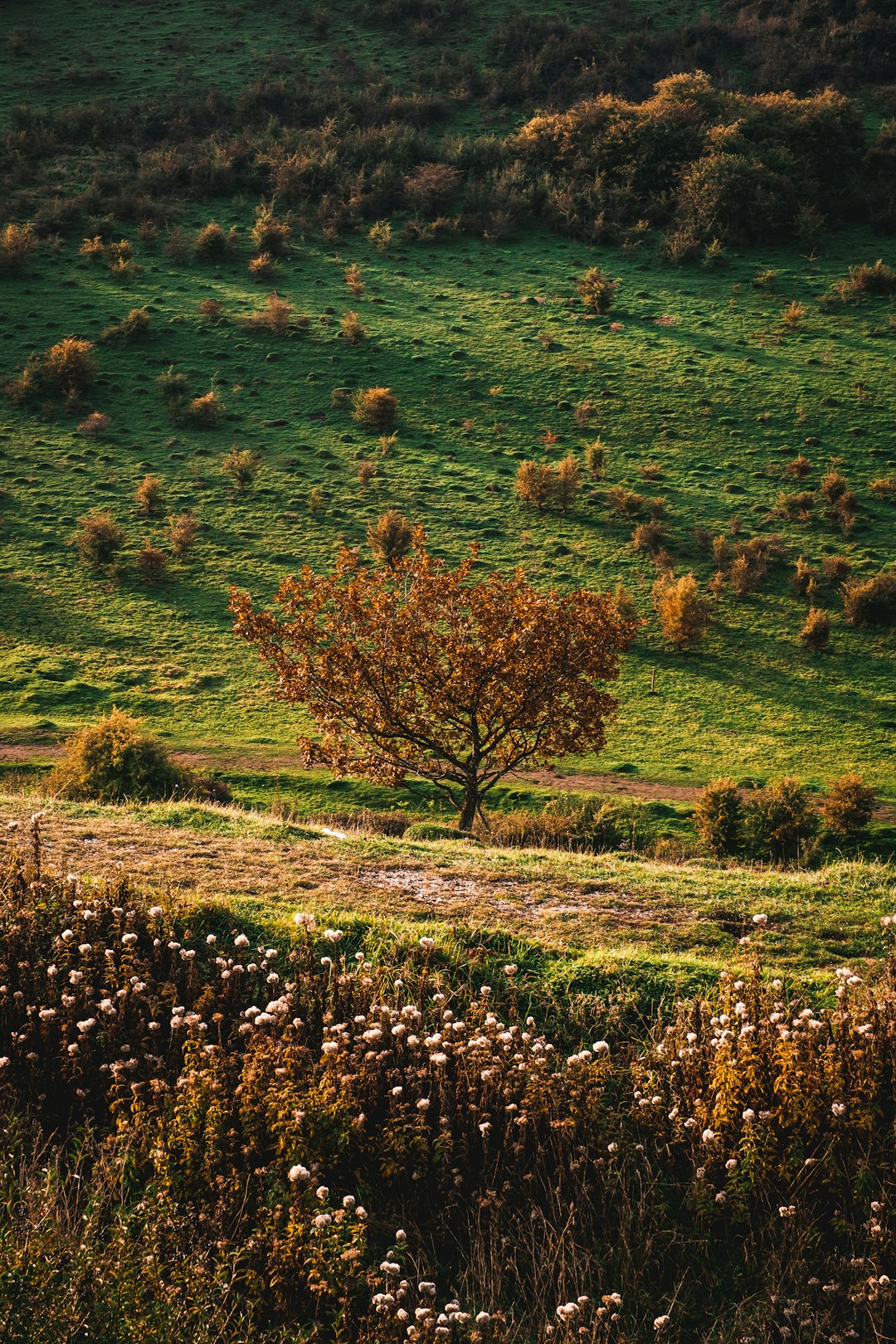 green grass field with trees during daytime