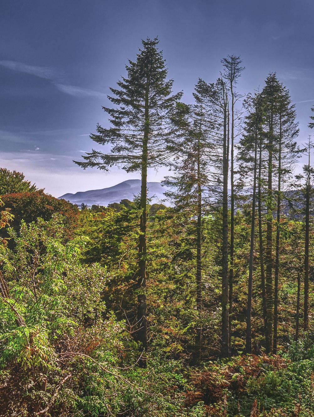 green and brown trees under blue sky during daytime