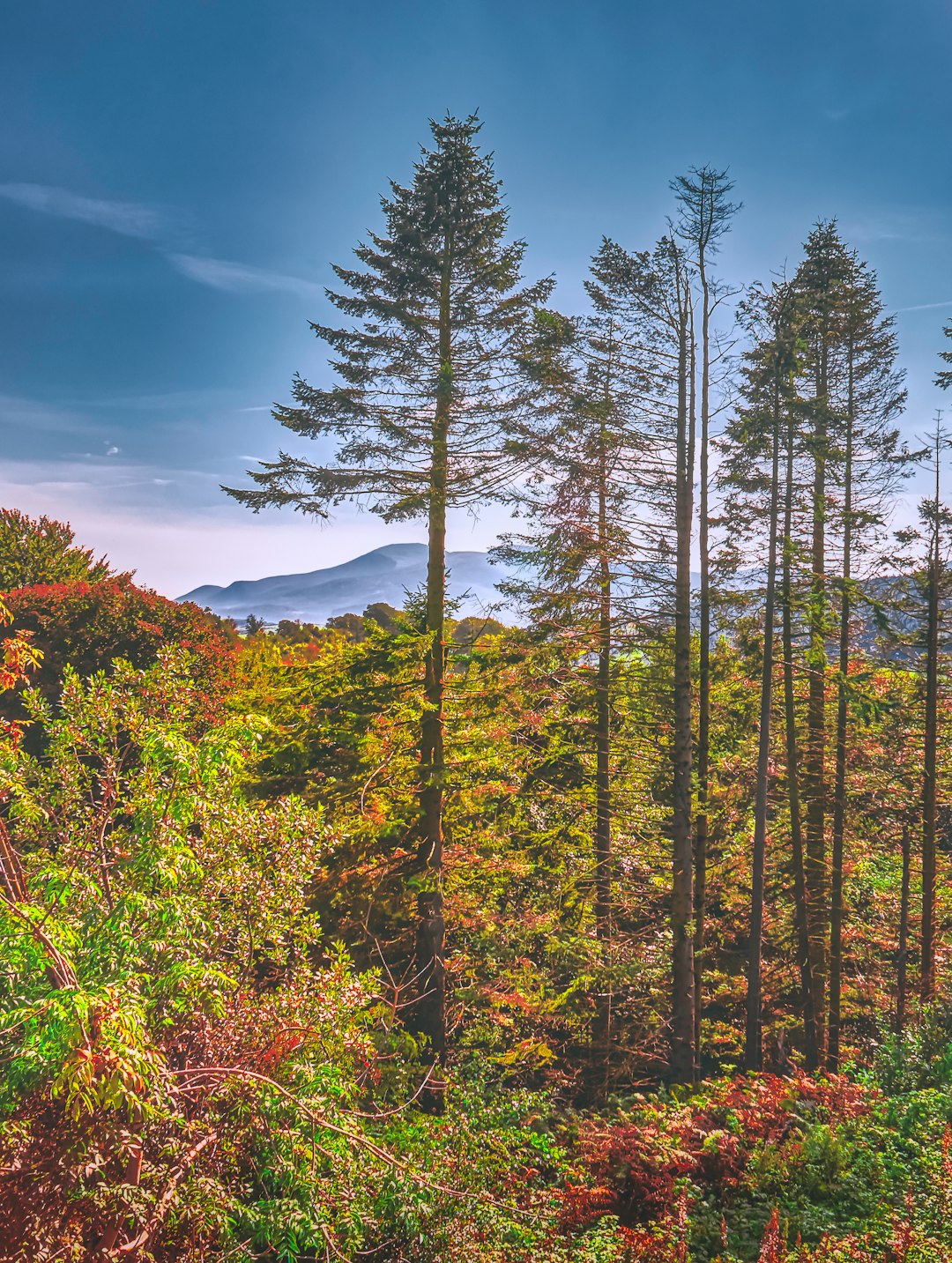 green and brown trees under blue sky during daytime