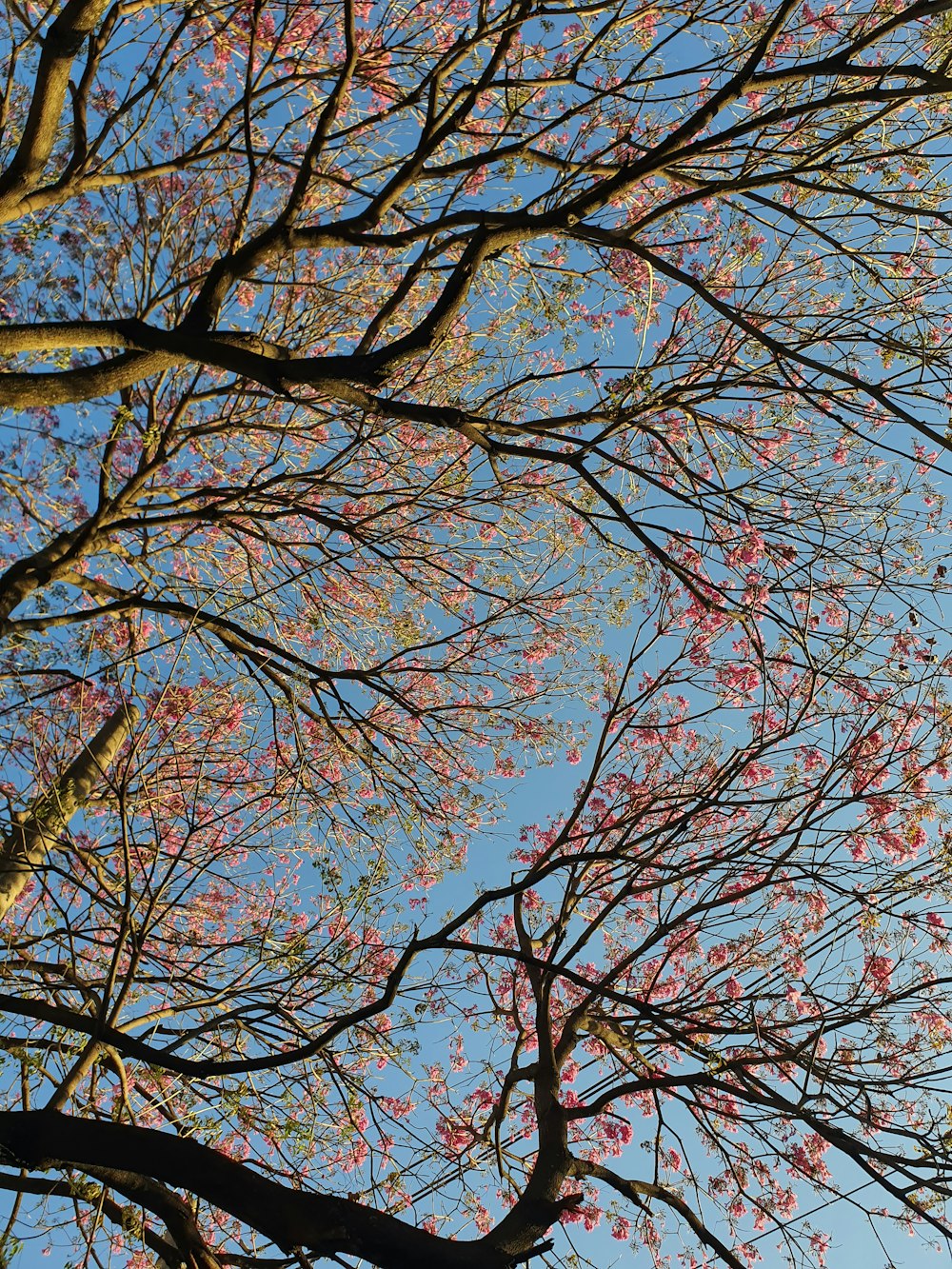 brown bare tree under blue sky during daytime