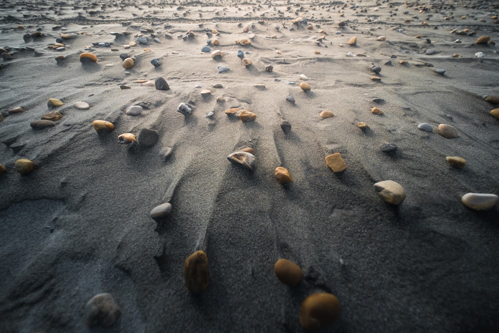 brown and black stones on gray sand during daytime