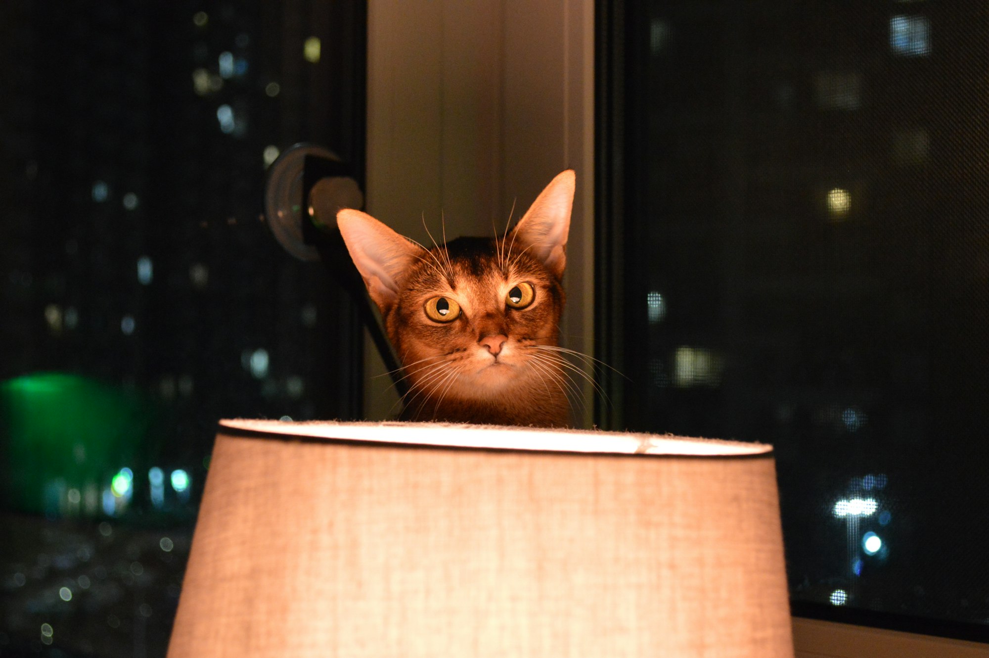 My abyssinian cat Cleopatra in evening lights over lamp