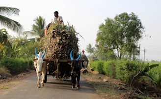 A person rides on top of a large cart loaded with sugarcane, which is being pulled by two bulls with painted horns. The cart moves along a narrow rural road bordered by lush green foliage and trees, under a clear sky.