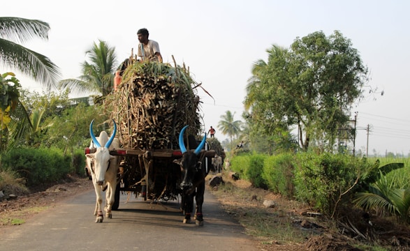A person rides on top of a large cart loaded with sugarcane, which is being pulled by two bulls with painted horns. The cart moves along a narrow rural road bordered by lush green foliage and trees, under a clear sky.