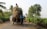A person rides on top of a large cart loaded with sugarcane, which is being pulled by two bulls with painted horns. The cart moves along a narrow rural road bordered by lush green foliage and trees, under a clear sky.
