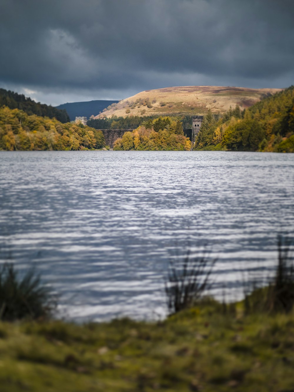 green grass and trees near body of water during daytime