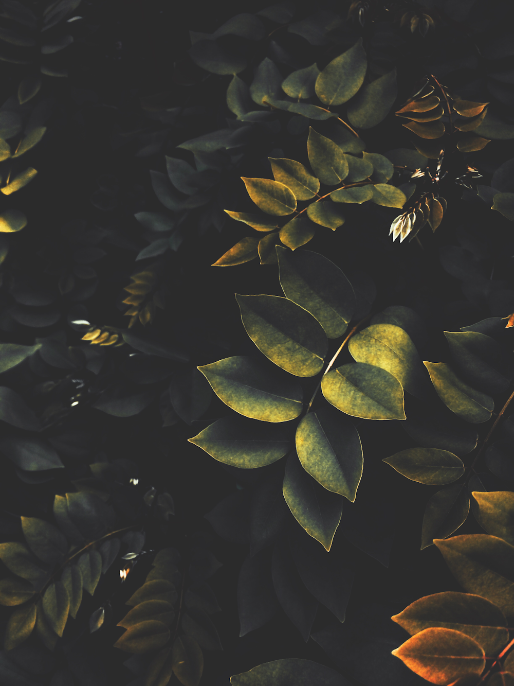 green and yellow leaves in close up photography