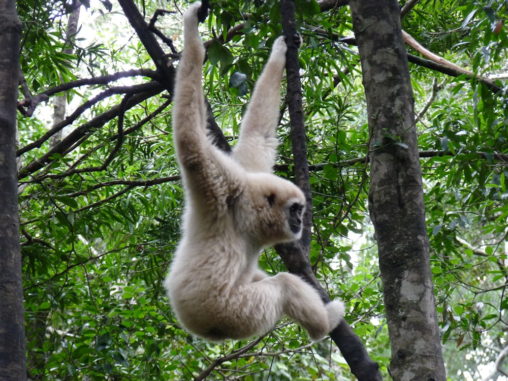 brown monkey on tree branch during daytime