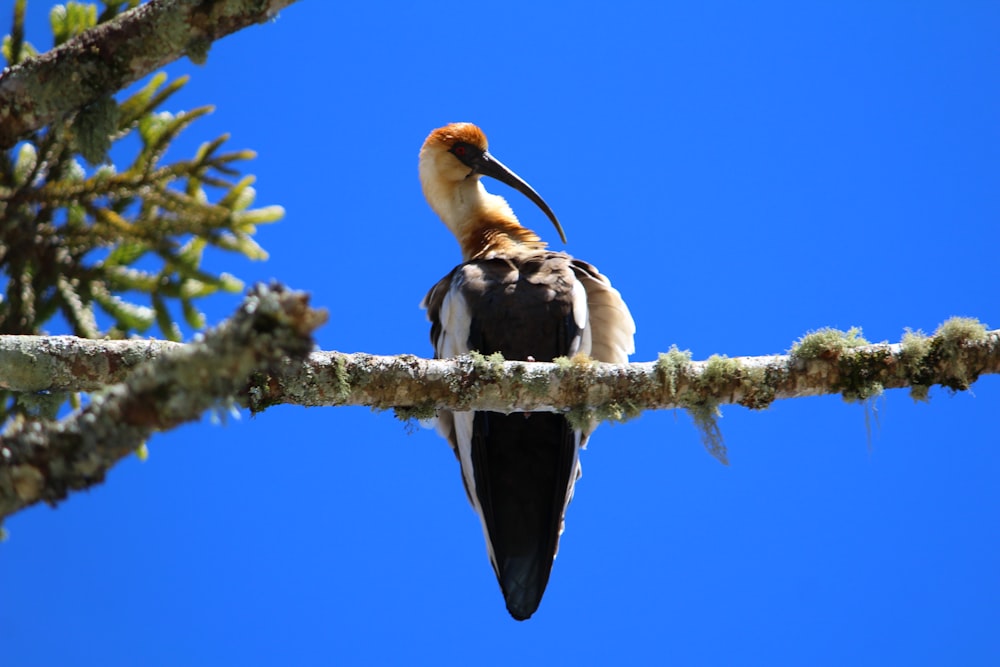 Uccello marrone e bianco sul ramo dell'albero durante il giorno