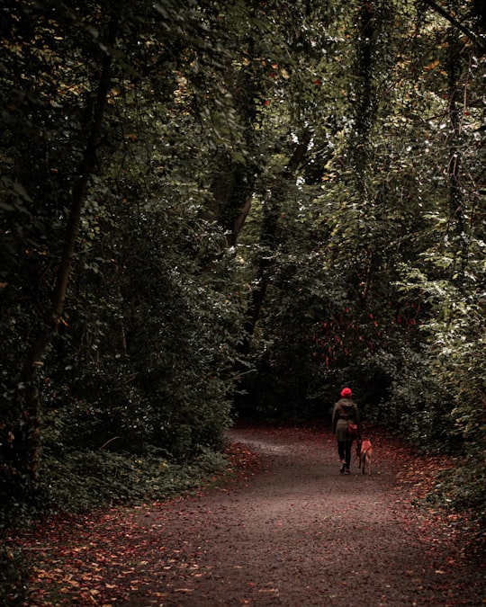 person in red jacket walking on pathway in between trees during daytime in Marlay Park Ireland