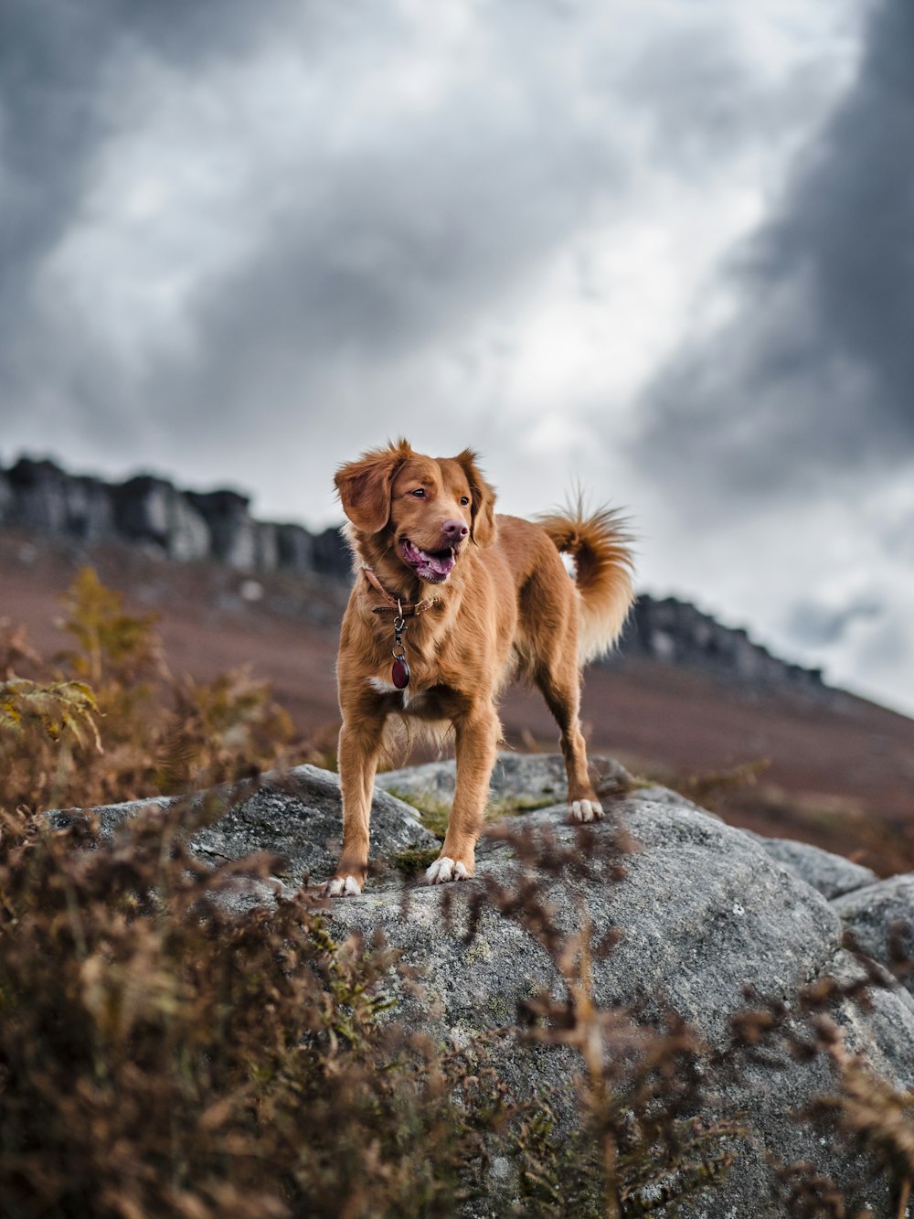 cão marrom de tamanho médio de pelagem curta na rocha cinza durante o dia