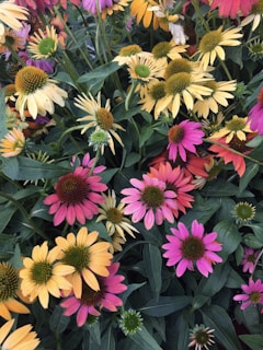 pink and yellow flowers with green leaves