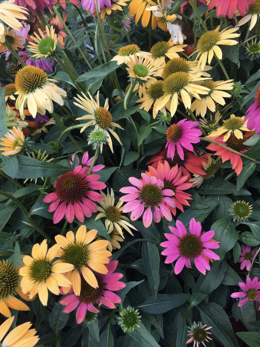 pink and yellow flowers with green leaves