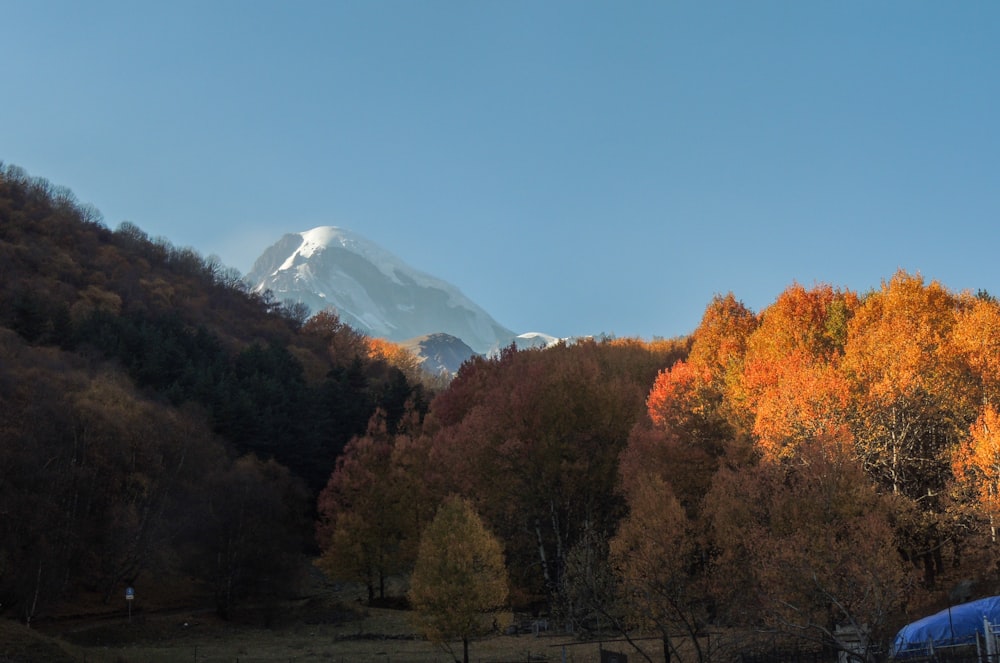 green and brown trees near snow covered mountain during daytime