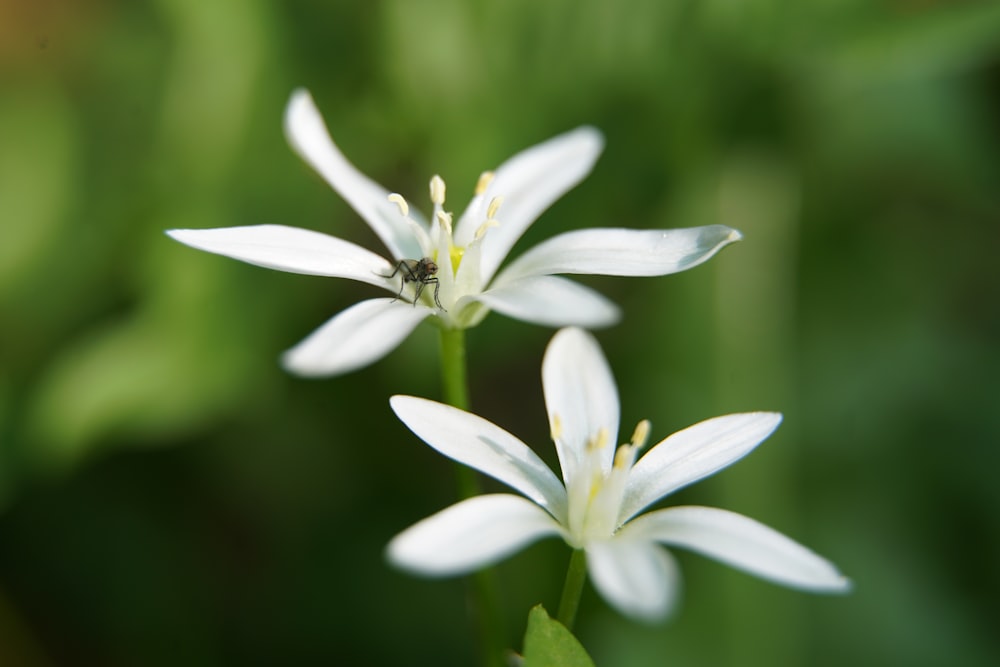 white flower in tilt shift lens