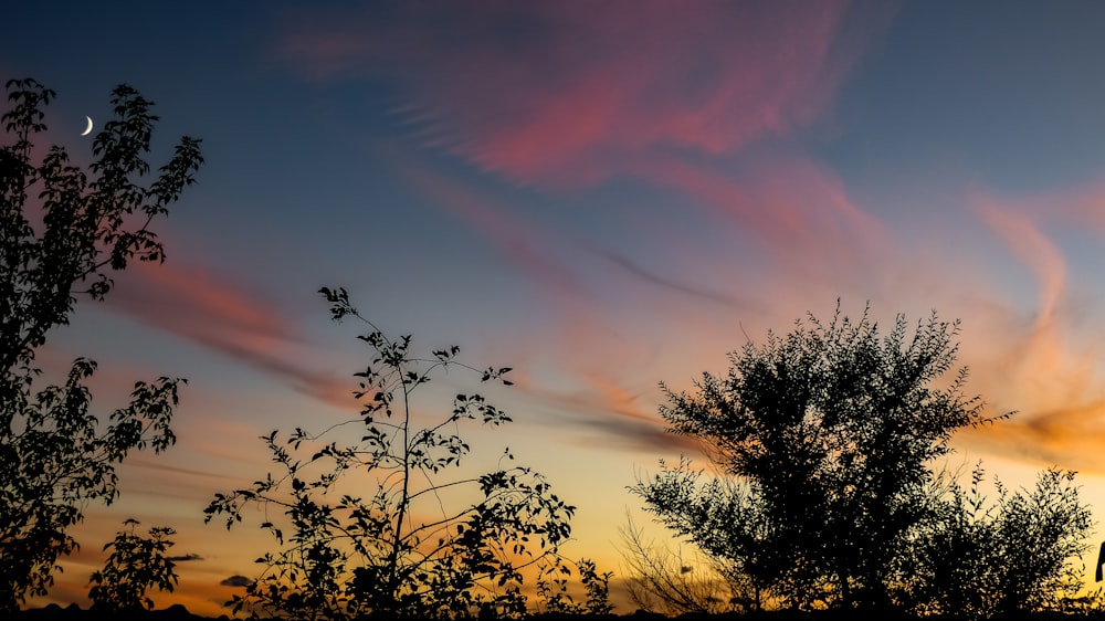 silhouette of trees during sunset