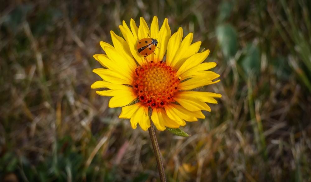 yellow sunflower with ladybug on top