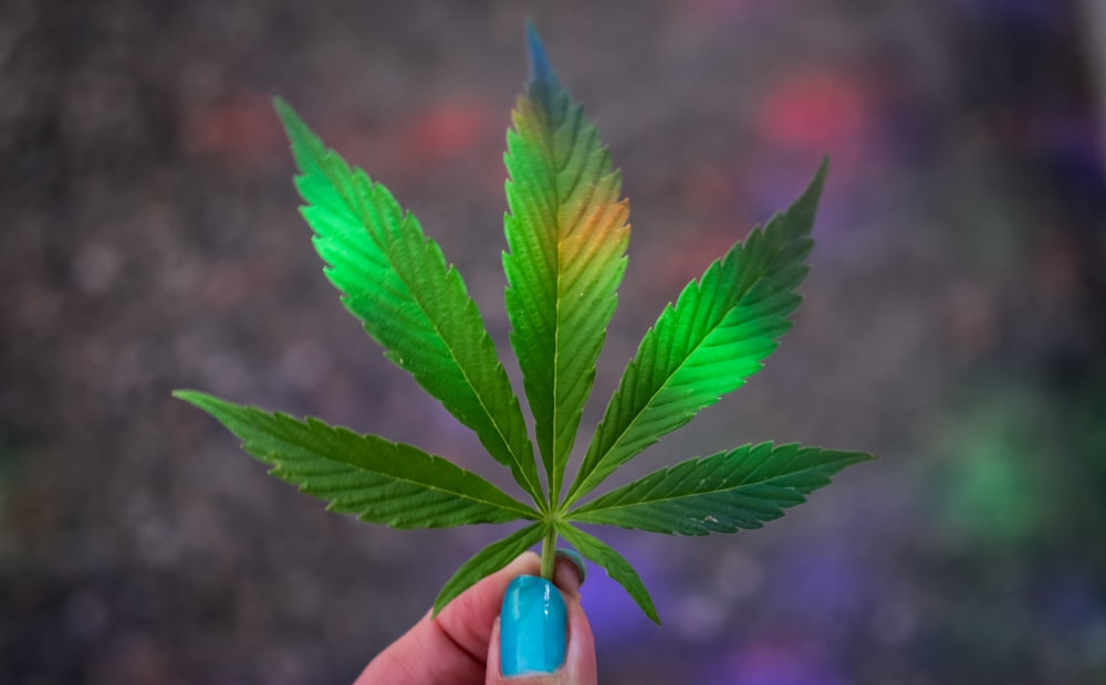 person holding green leaf during daytime