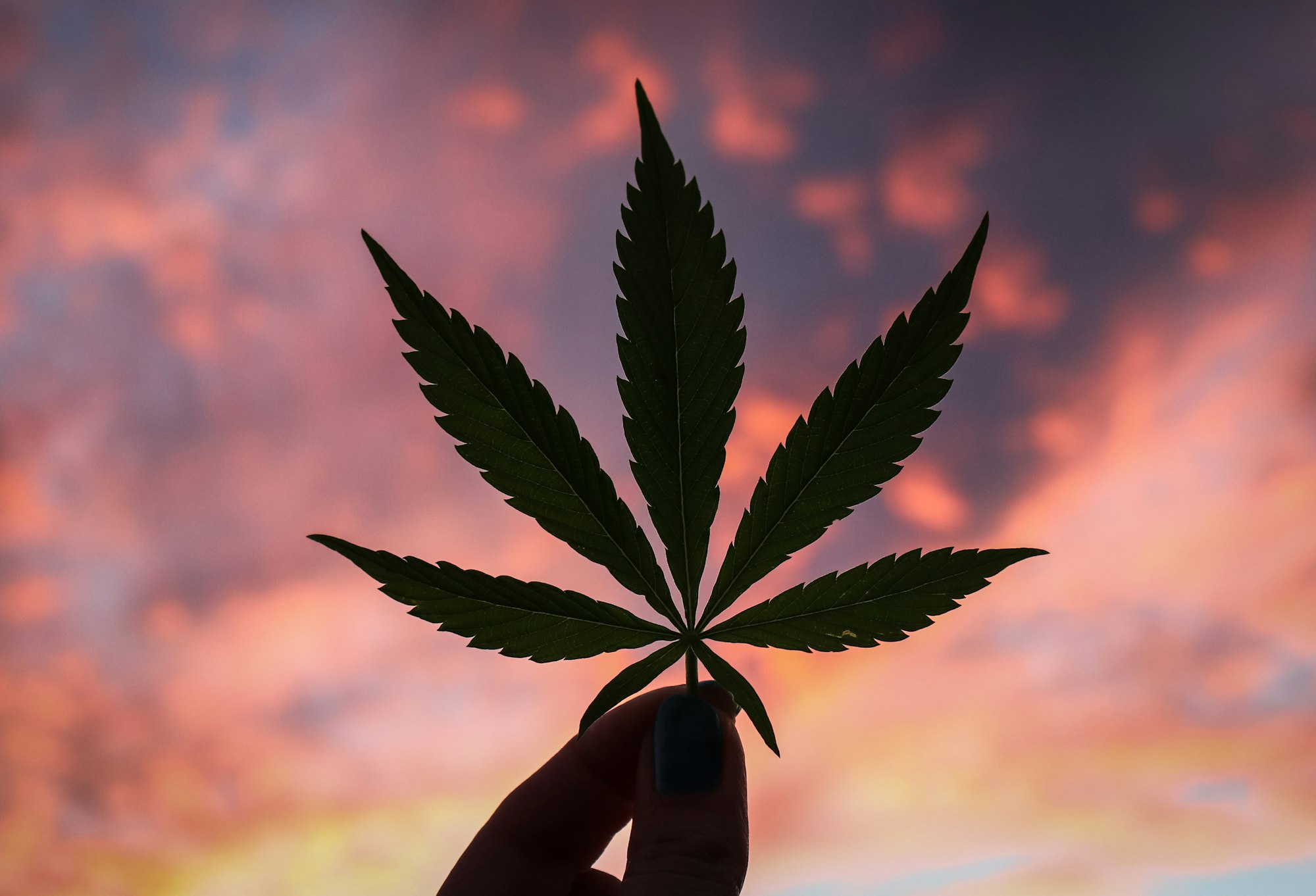 Referendum sulla cannabis: facciamo chiarezza