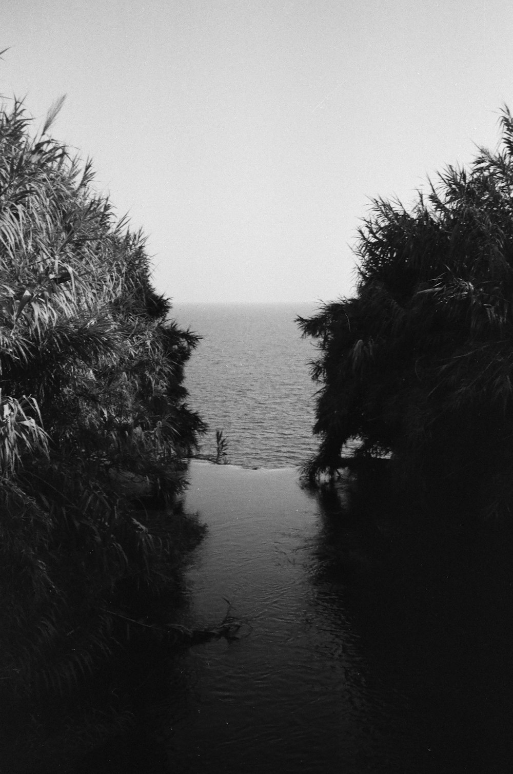 grayscale photo of body of water between trees