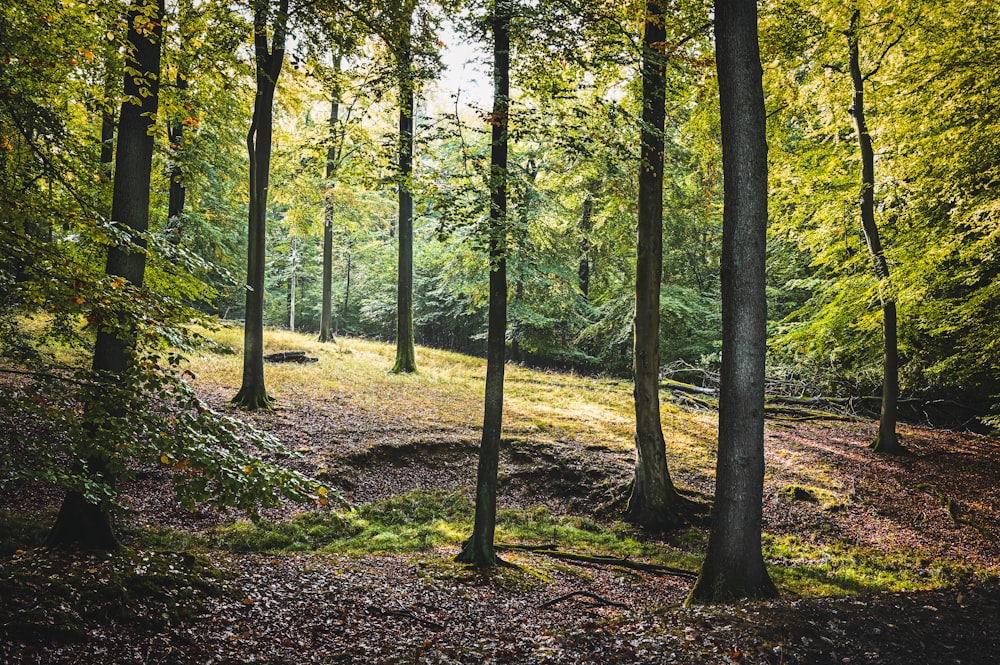 green trees on brown soil