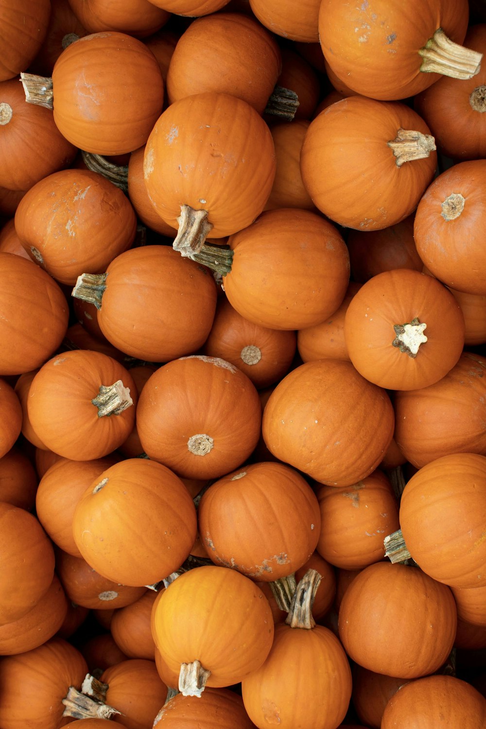 orange pumpkins on brown soil