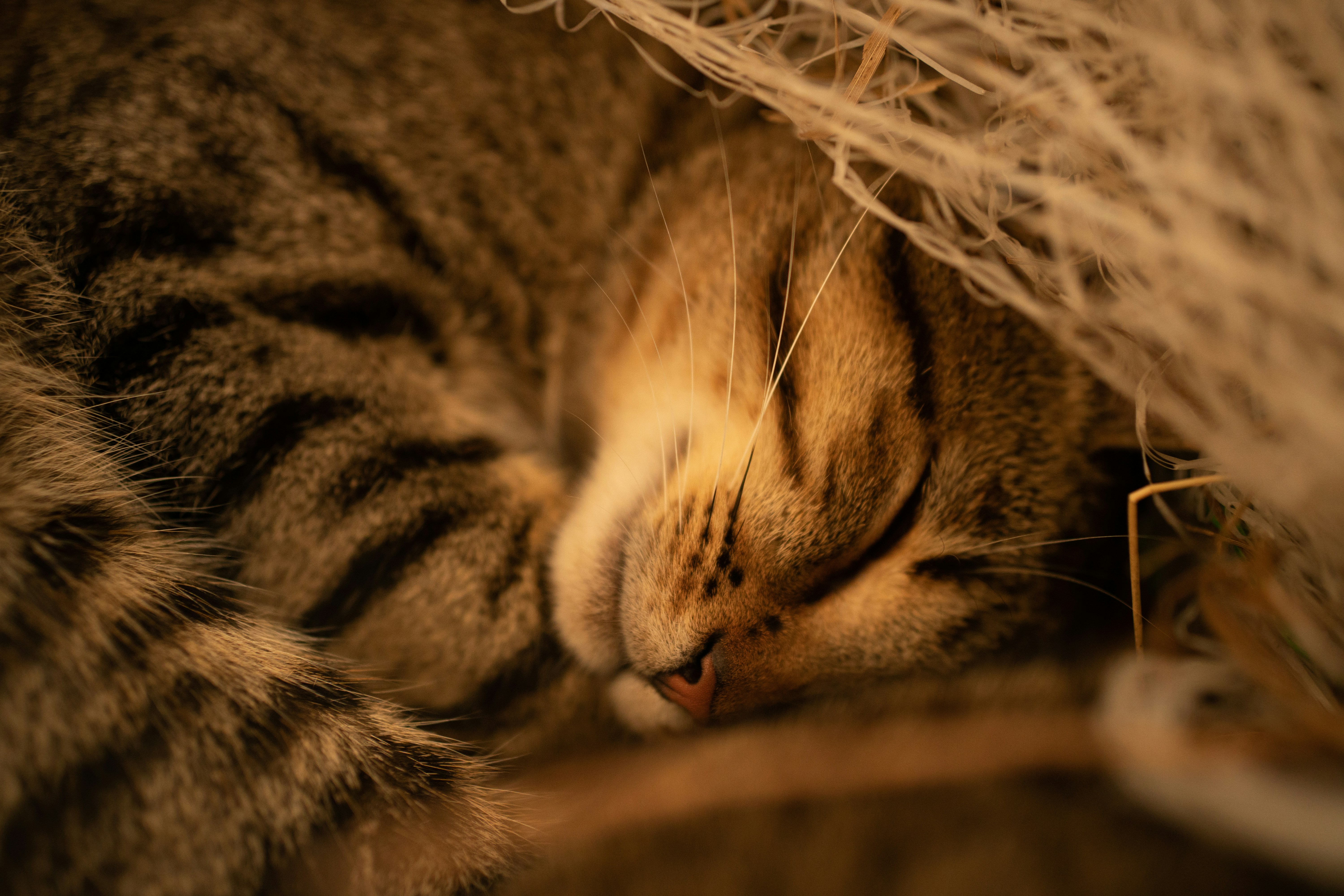 Silver tabby cat lying on brown textile photo – Free Cat Image on Unsplash