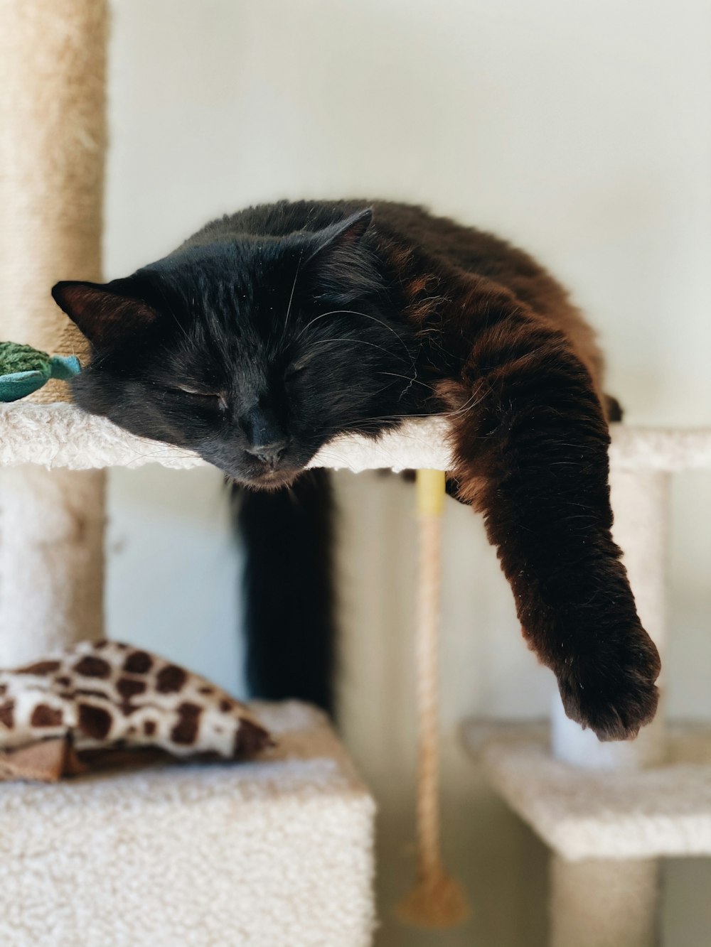 Schwarze Katze auf weißem Kratzbaum