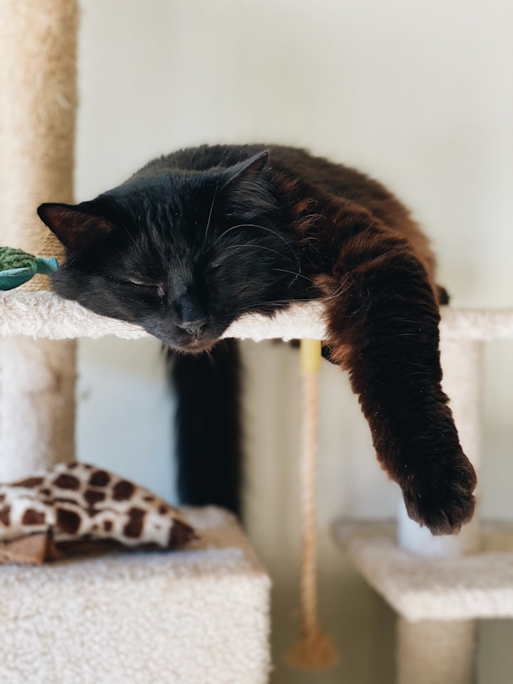 How to Build a Cat Tree for Big cats