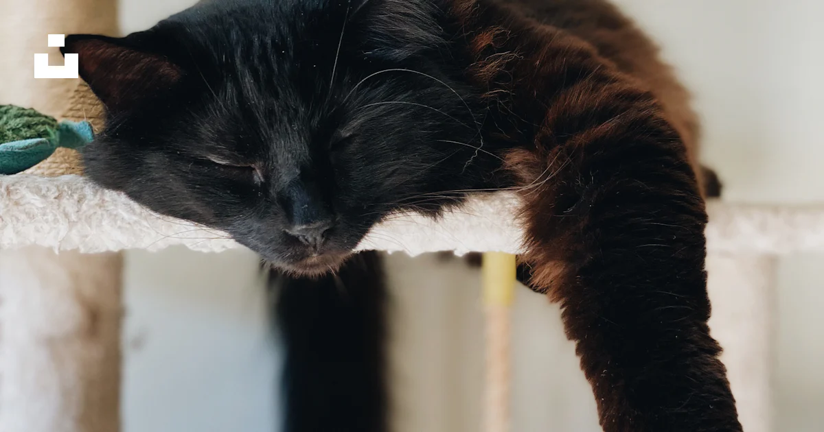 흰 고양이 나무에 검은 고양이 사진 – Unsplash의 무료 고양이 이미지