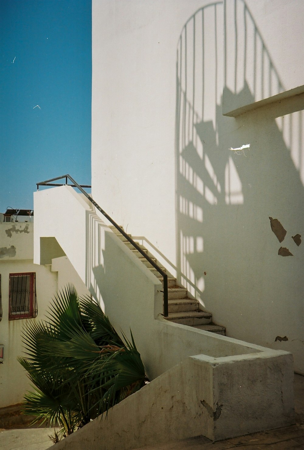 green palm tree beside white concrete building