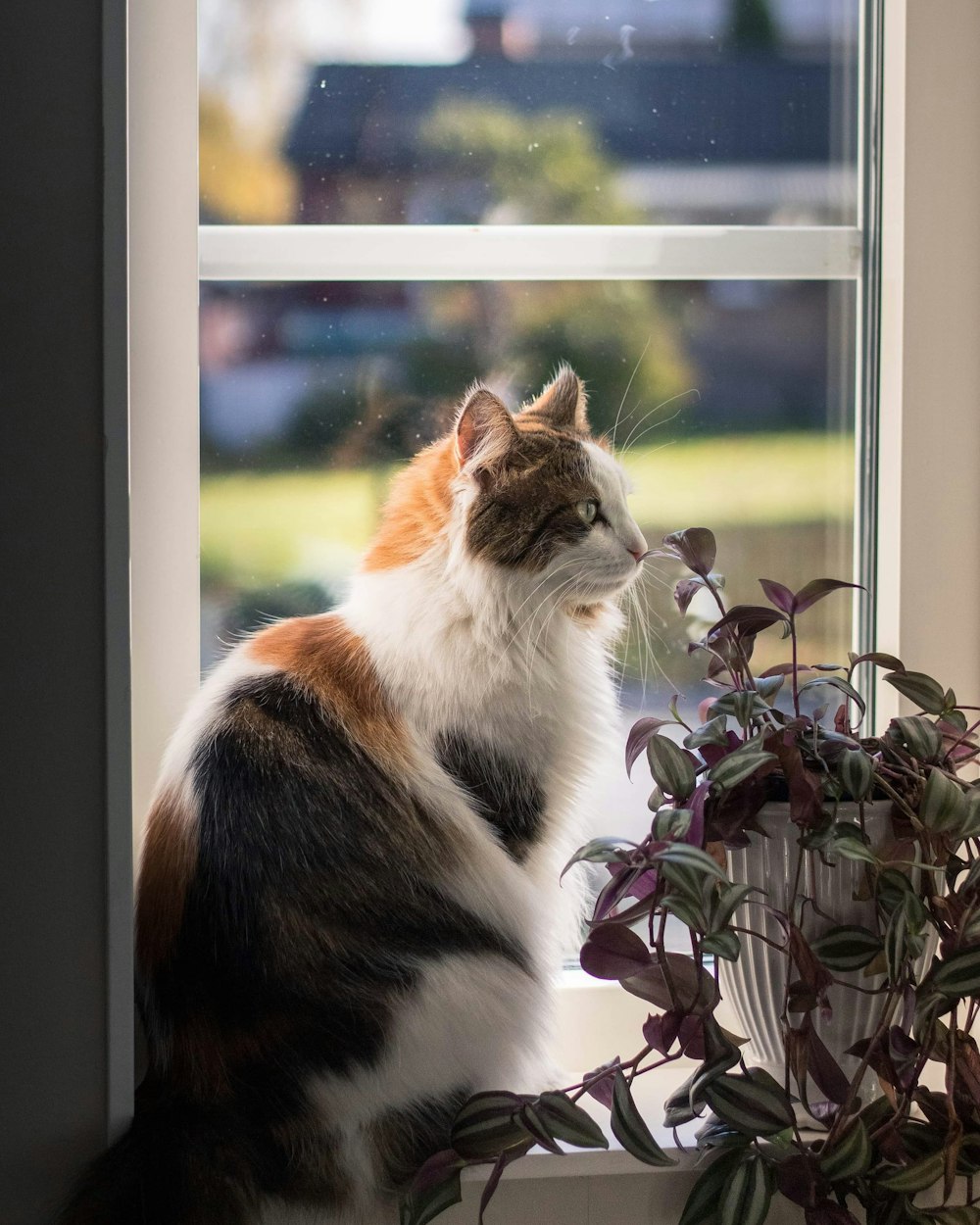 white and brown cat on window