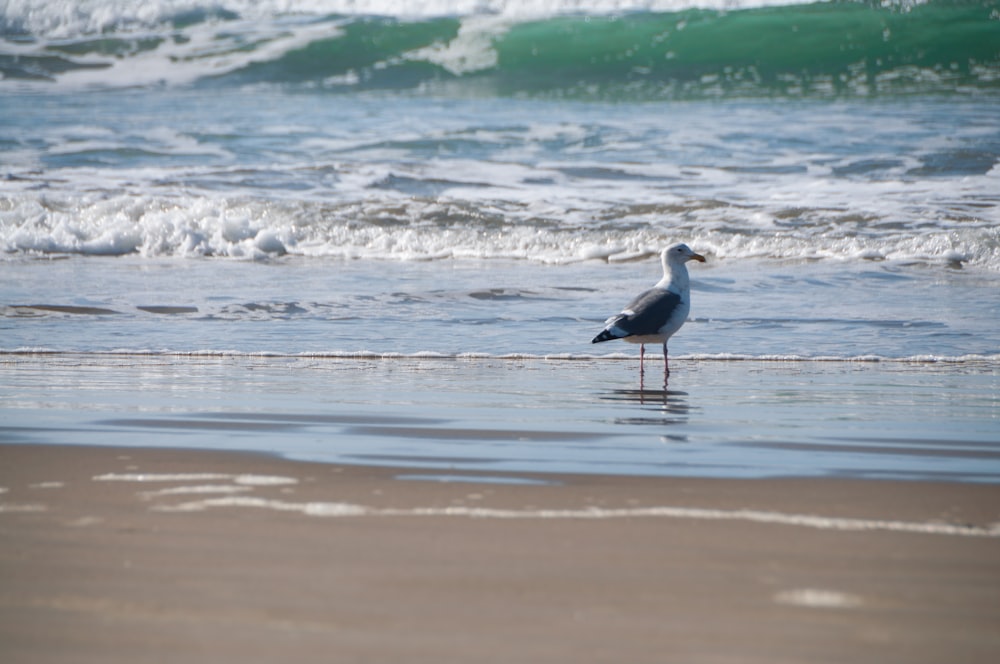 white and black bird on seashore during daytime