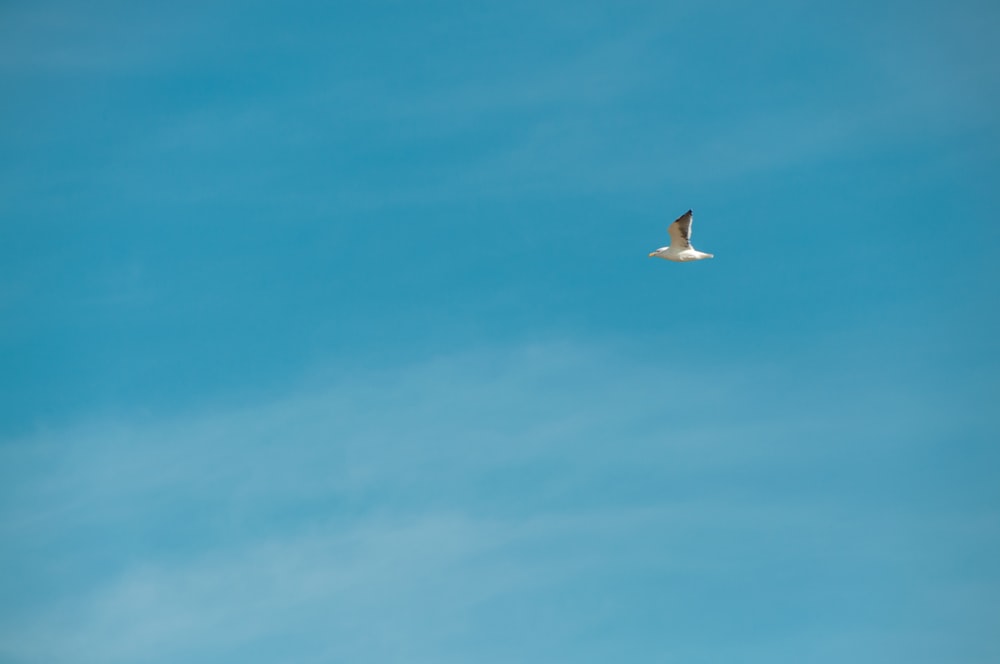 white bird flying under blue sky during daytime